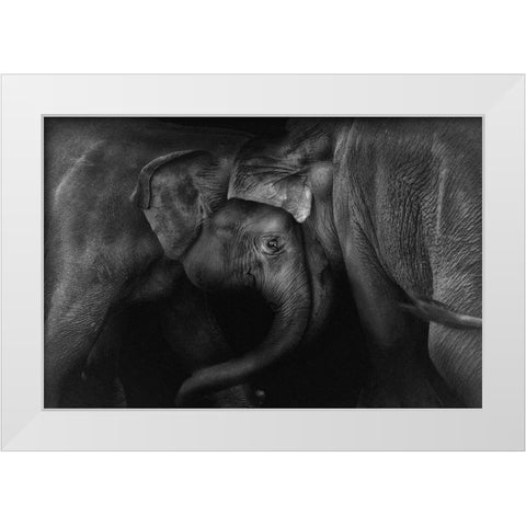 Elephant 2 White Modern Wood Framed Art Print by Ceriali, Claudio