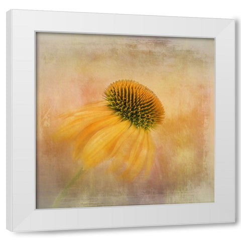 Echinacea In Yellow White Modern Wood Framed Art Print by Gray, Gaille