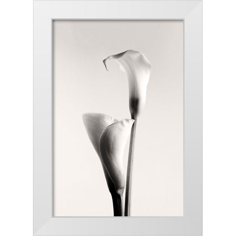 Calla White Modern Wood Framed Art Print by Hanchevici, Calin