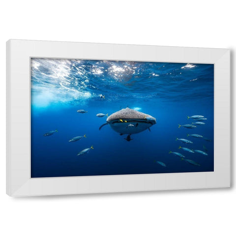 Whale Shark Escorted By A School Of Bonito White Modern Wood Framed Art Print by Gabriel, Barathieu