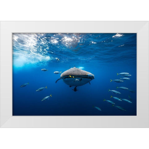 Whale Shark Escorted By A School Of Bonito White Modern Wood Framed Art Print by Gabriel, Barathieu