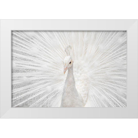 Splendid Whitie White Modern Wood Framed Art Print by Fegari