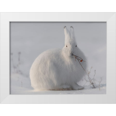 Wild Arctic Hare White Modern Wood Framed Art Print by Marchegiani, Roberto