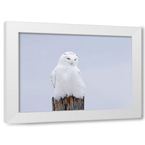 Snowy Owl - The Ghost White Modern Wood Framed Art Print by Cumming, Jim