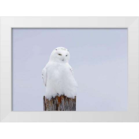 Snowy Owl - The Ghost White Modern Wood Framed Art Print by Cumming, Jim