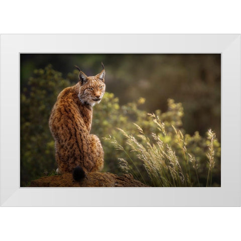 Lynx Fine Art. White Modern Wood Framed Art Print by Saavedra Ruiz, Sergio