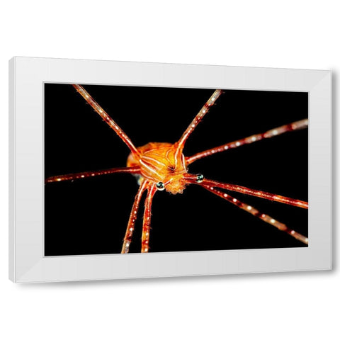 Spider Squat Lobster White Modern Wood Framed Art Print by Gabriel, Barathieu