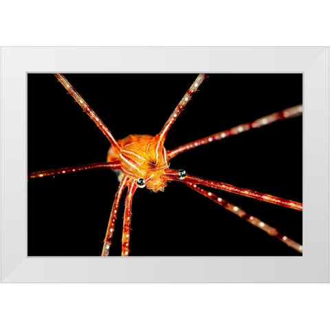 Spider Squat Lobster White Modern Wood Framed Art Print by Gabriel, Barathieu
