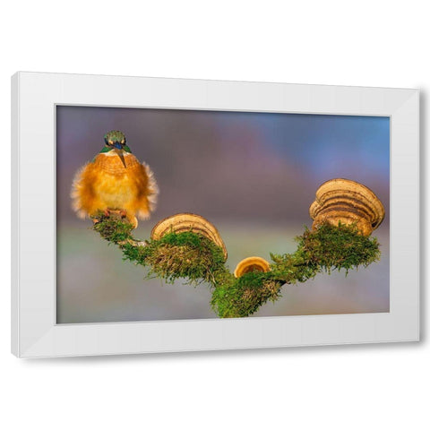 Buhtlin White Modern Wood Framed Art Print by Sabol, Petar