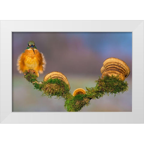 Buhtlin White Modern Wood Framed Art Print by Sabol, Petar