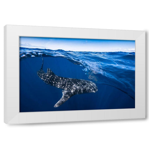 Whale Shark On Split Level White Modern Wood Framed Art Print by Gabriel, Barathieu