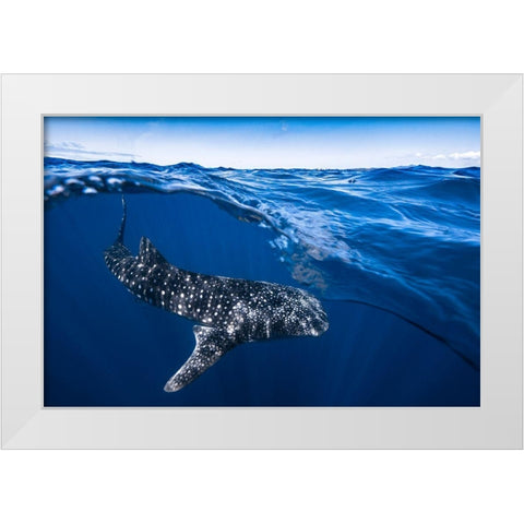 Whale Shark On Split Level White Modern Wood Framed Art Print by Gabriel, Barathieu