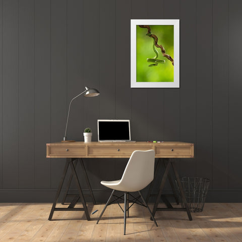 Side-Striped Palm Pitviper White Modern Wood Framed Art Print by Zygmunt, Milan