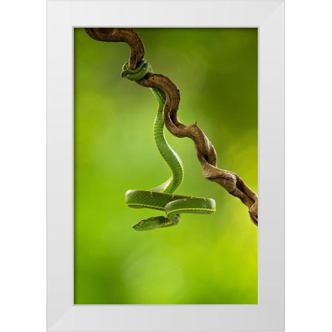 Side-Striped Palm Pitviper White Modern Wood Framed Art Print by Zygmunt, Milan