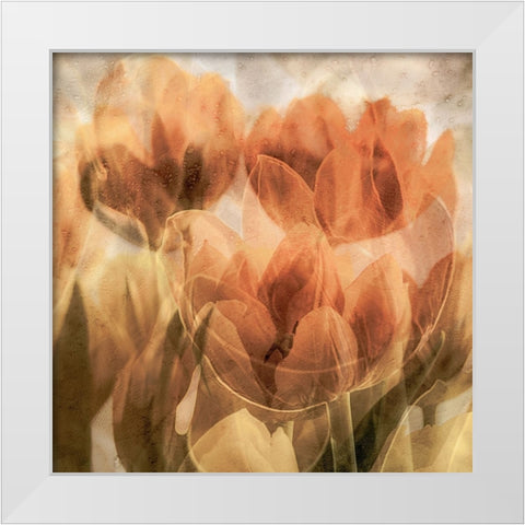Tulips White Modern Wood Framed Art Print by Vangindertael, Luc