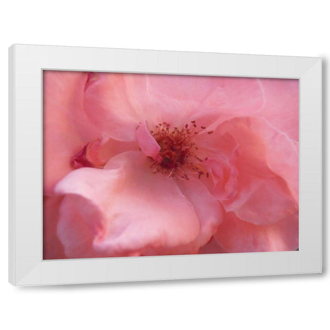 Lovely Pink White Modern Wood Framed Art Print by Petrovic, Snezana