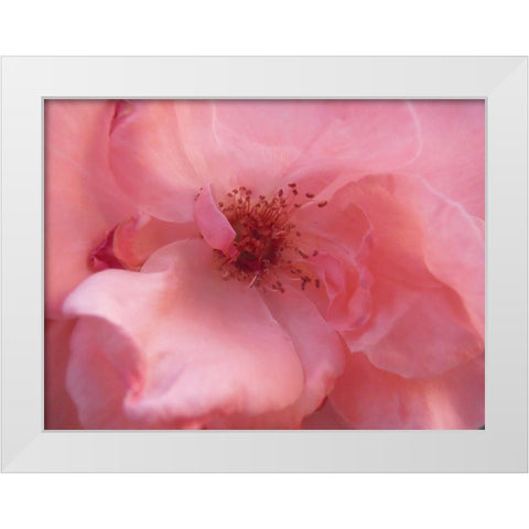 Lovely Pink White Modern Wood Framed Art Print by Petrovic, Snezana