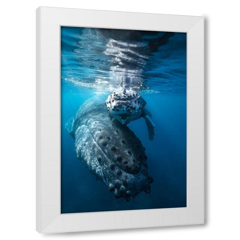 Humpback Whale And Calf White Modern Wood Framed Art Print by Gabriel, Barathieu