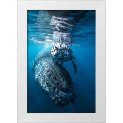 Humpback Whale And Calf White Modern Wood Framed Art Print by Gabriel, Barathieu