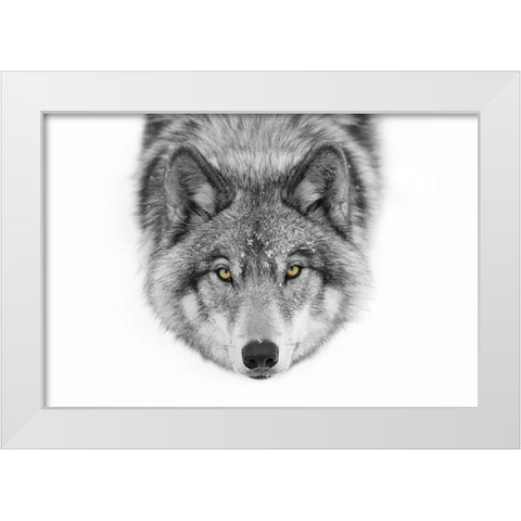Yellow Eyes - Timber Wolf White Modern Wood Framed Art Print by Cumming, Jim