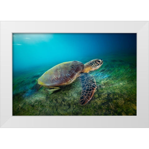 Green Turtle White Modern Wood Framed Art Print by Gabriel, Barathieu