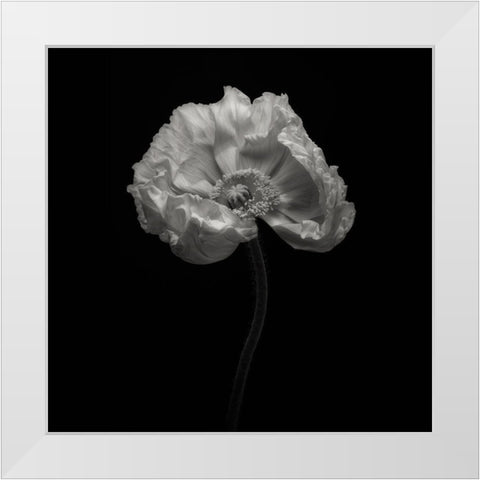Poppy White Modern Wood Framed Art Print by Gronkjar, Lotte
