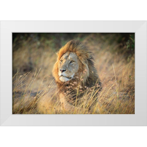 Blondie White Modern Wood Framed Art Print by C. Sink, Jeffrey