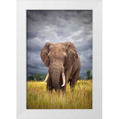 The Big Bull White Modern Wood Framed Art Print by Moreno, Mario