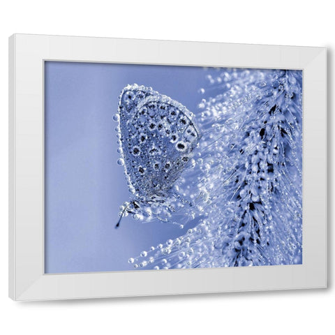 Christmas Butterfly... White Modern Wood Framed Art Print by Dufour, Thierry