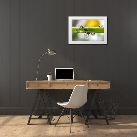 The Ant Between The Drops White Modern Wood Framed Art Print by Caleffi, Emanuele
