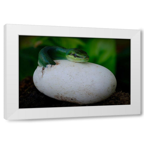 Gonyosoma Oxycephalum Hatching White Modern Wood Framed Art Print by Tan Phat, Dao