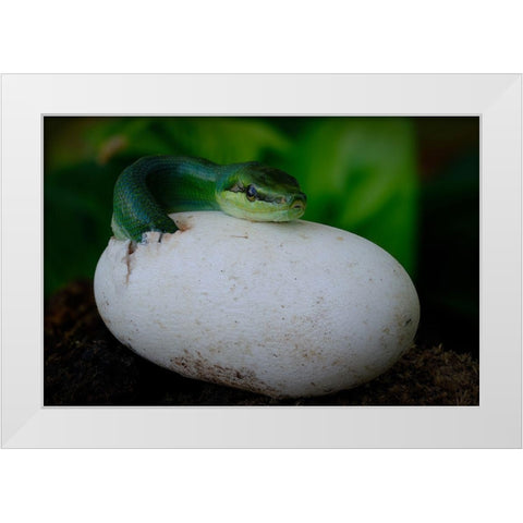 Gonyosoma Oxycephalum Hatching White Modern Wood Framed Art Print by Tan Phat, Dao