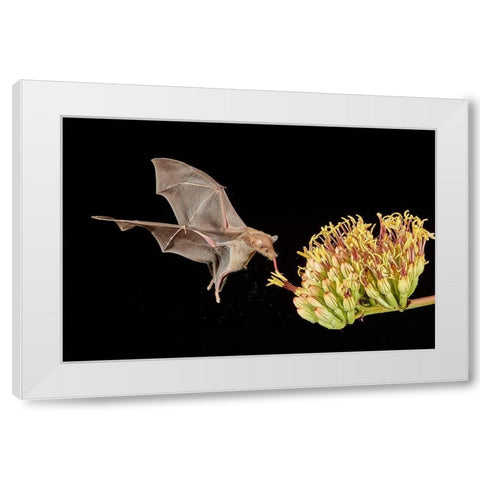 Slurp A Go White Modern Wood Framed Art Print by Hudson, Peter