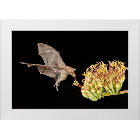 Slurp A Go White Modern Wood Framed Art Print by Hudson, Peter