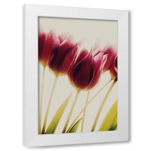 Tulips White Modern Wood Framed Art Print by Philippin-Lipscomb, Rosalinde