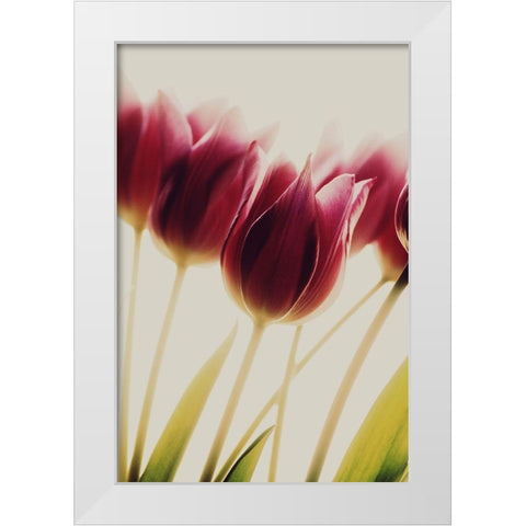 Tulips White Modern Wood Framed Art Print by Philippin-Lipscomb, Rosalinde