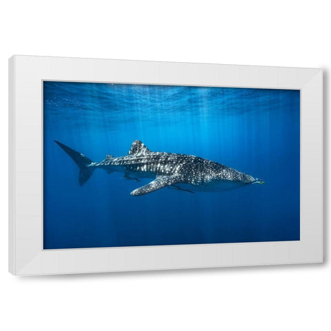 Whale Shark In The Blue White Modern Wood Framed Art Print by Gabriel, Barathieu