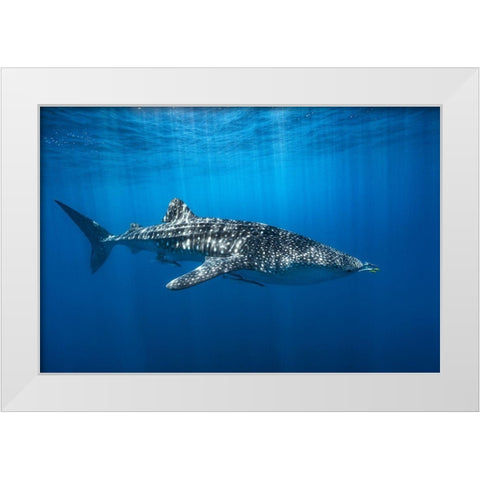 Whale Shark In The Blue White Modern Wood Framed Art Print by Gabriel, Barathieu
