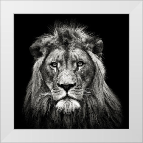Young Male Lion White Modern Wood Framed Art Print by Meermann, Christian