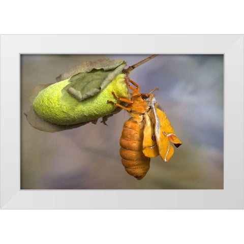 Eclosion White Modern Wood Framed Art Print by Hoffman, Jimmy