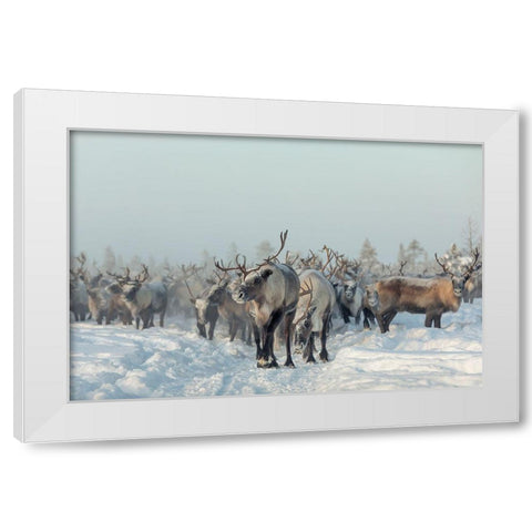 Reindeers White Modern Wood Framed Art Print by Minar, Patrik