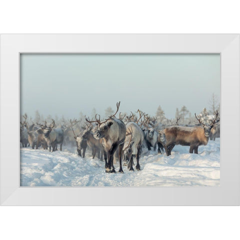Reindeers White Modern Wood Framed Art Print by Minar, Patrik