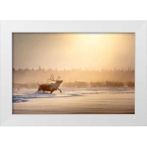 Alpha Male White Modern Wood Framed Art Print by Minar, Patrik