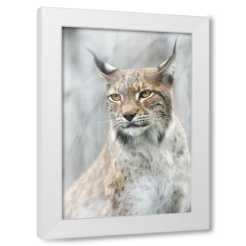 Lynx Portrait In The Fog White Modern Wood Framed Art Print by Pascual Buye, Santiago