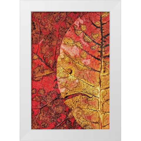 Dying Leaf White Modern Wood Framed Art Print by Klabus, Ales