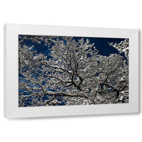 Snow In The Forest White Modern Wood Framed Art Print by Moon, Katia