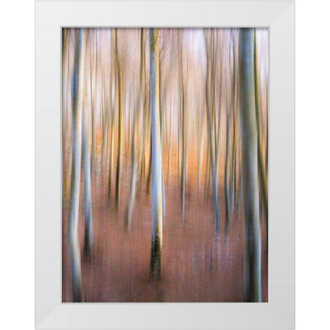 Magic Woodland White Modern Wood Framed Art Print by Zanin, Riccardo