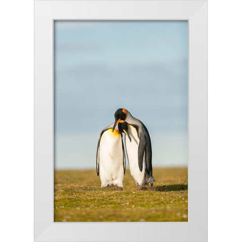 King Penguins Couple White Modern Wood Framed Art Print by Gil Raga, Joan