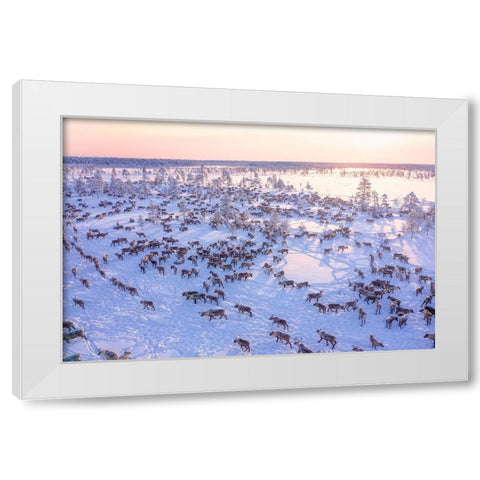North Of Russia - Wilde Reindeers White Modern Wood Framed Art Print by Minar, Patrik