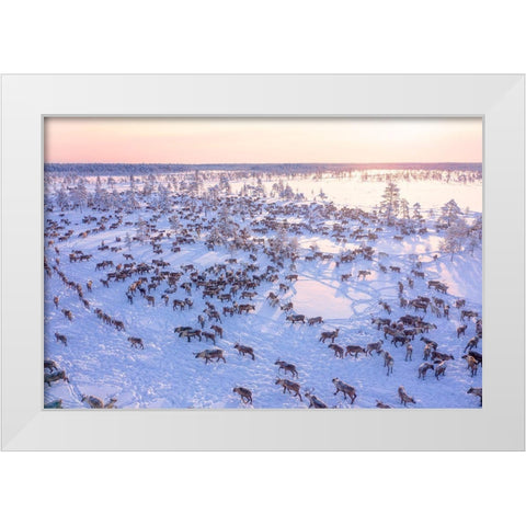 North Of Russia - Wilde Reindeers White Modern Wood Framed Art Print by Minar, Patrik